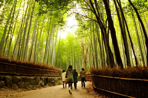 Bamboo