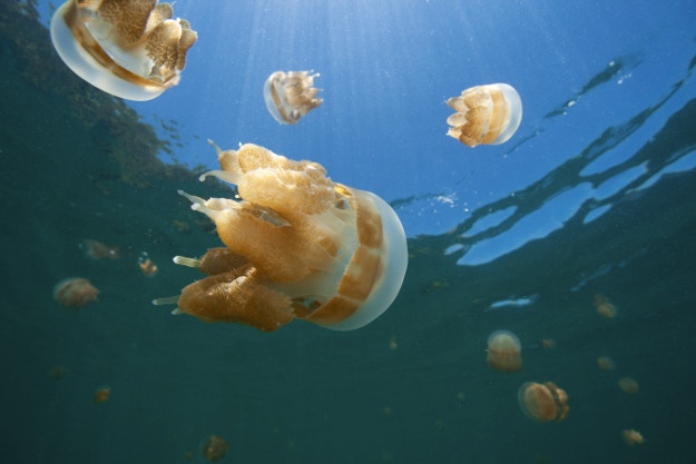 Jellyfish