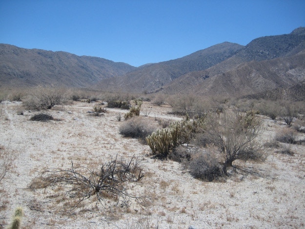 Guier-SanDiego-Desert-1