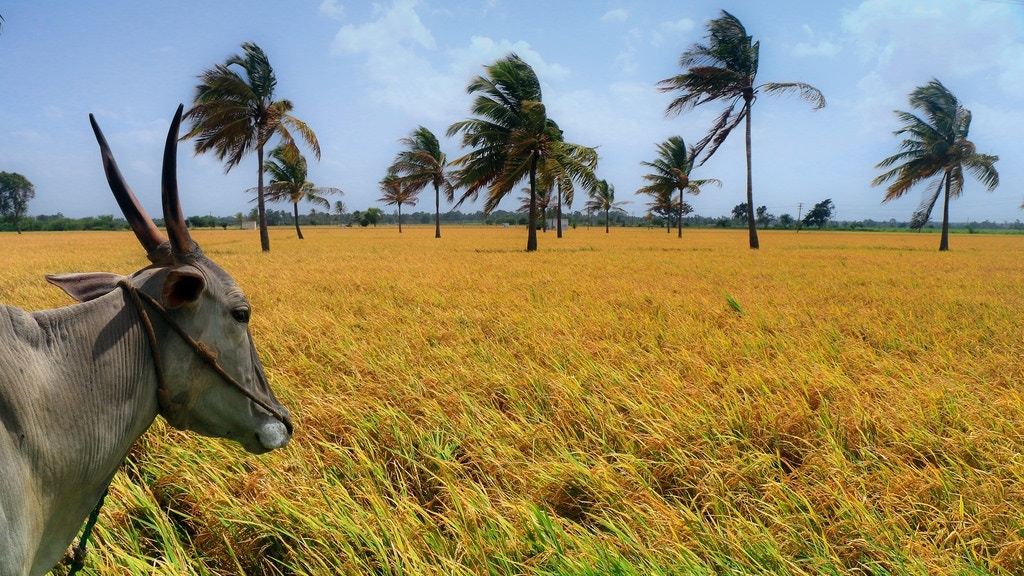 Windswept fields - Udayan Sankar Pal