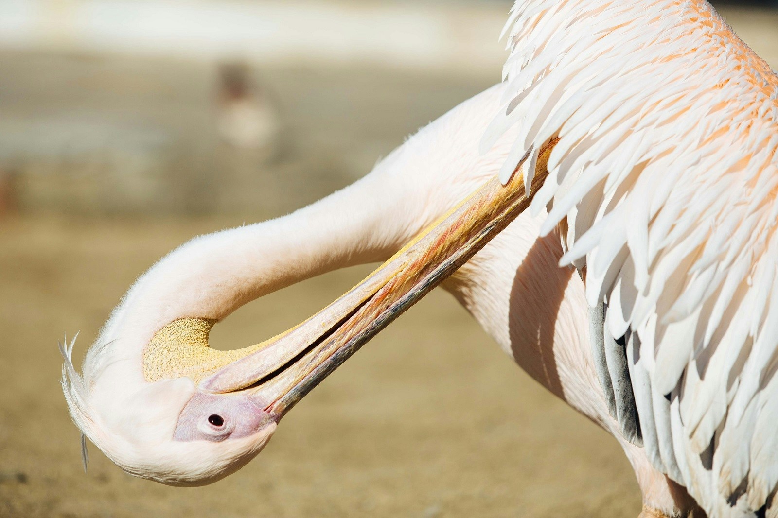 Petros the Pelican, Mykonos, Greece