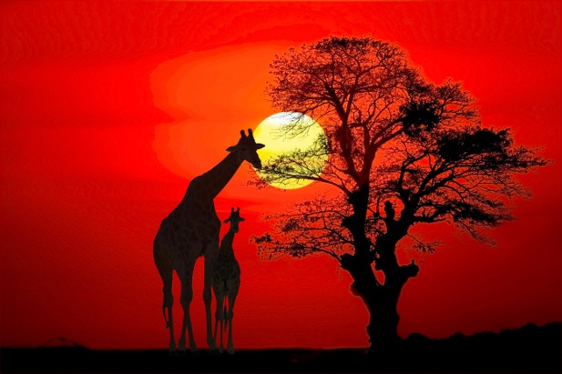 Silhouette of giraffes at sunset