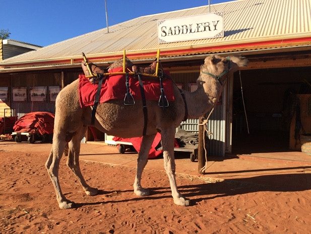 A camel saddled up and waiting for it's rider in the Australian desert