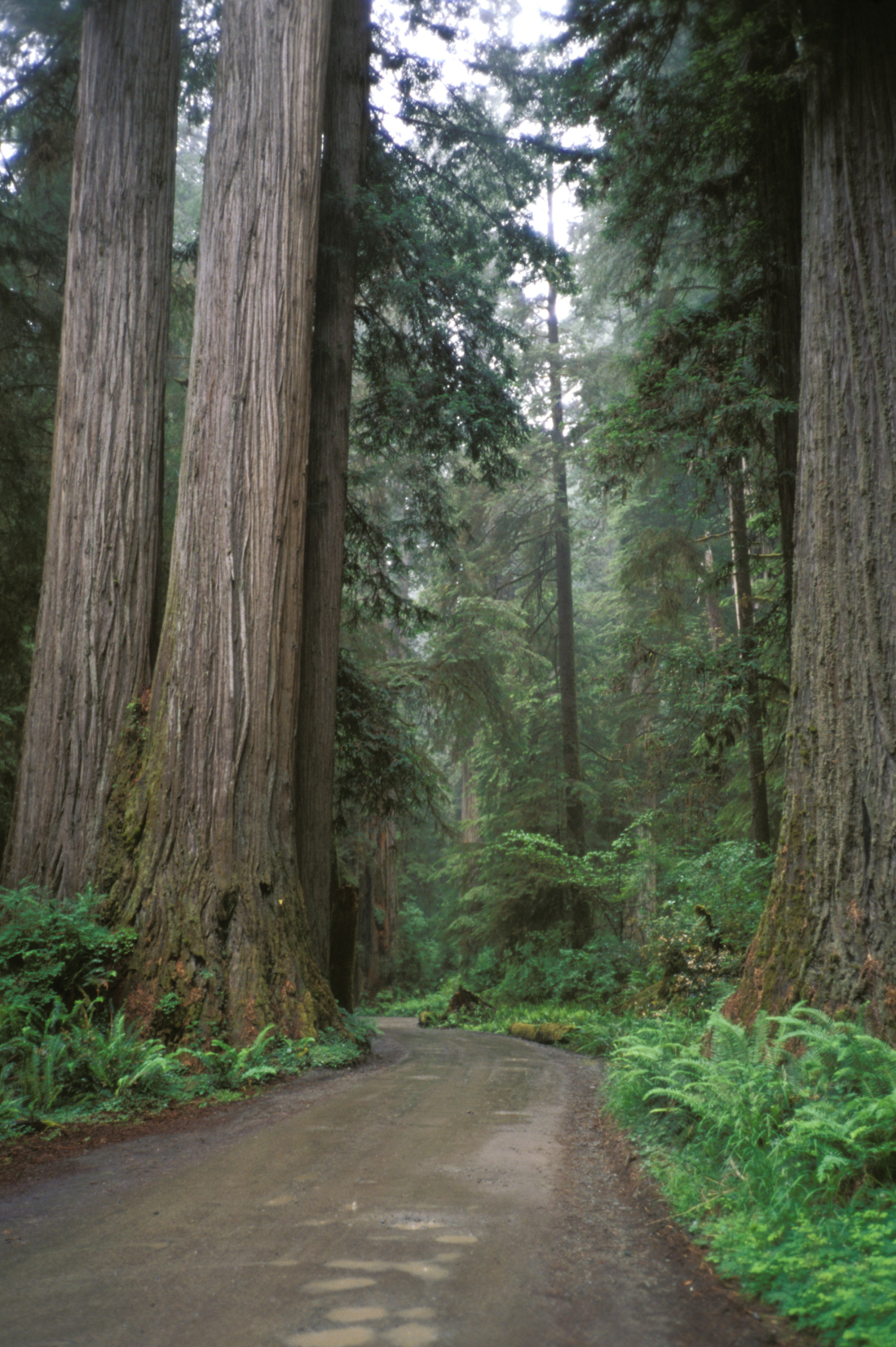 Jedediah Smith Redwoods State Park | Redwood National & State Parks ...