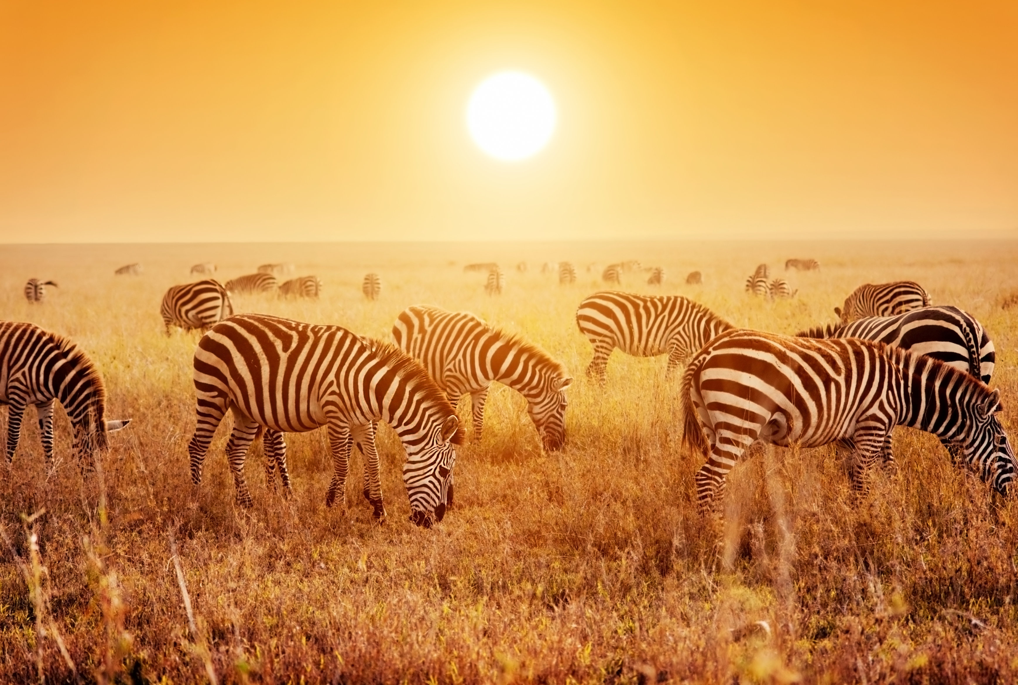 Image result for serengeti national park