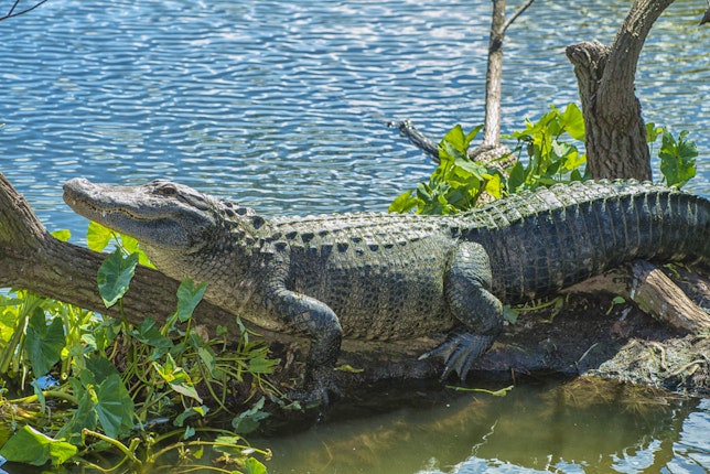 Gatorland in Kissimmee, USA - Lonely Planet