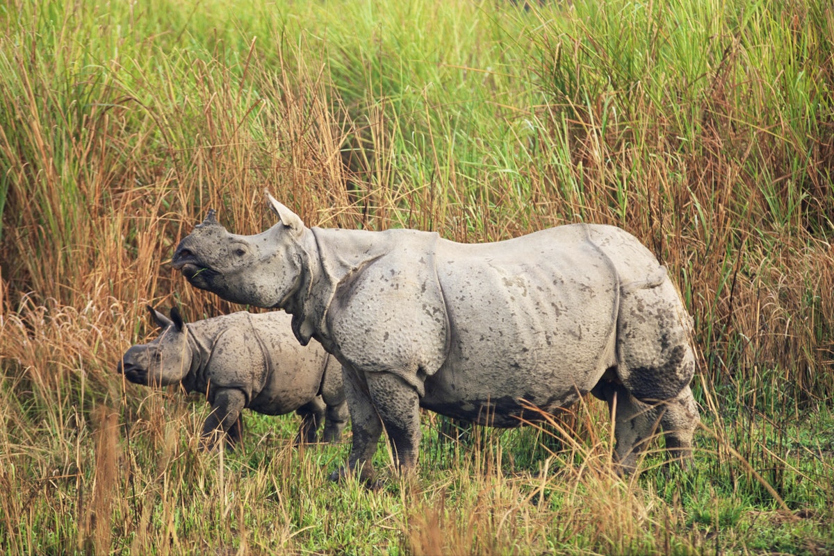 Kaziranga National Park - Lonely Planet