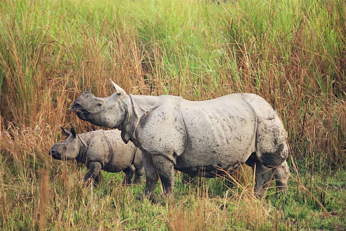 Kaziranga National Park travel - Lonely Planet