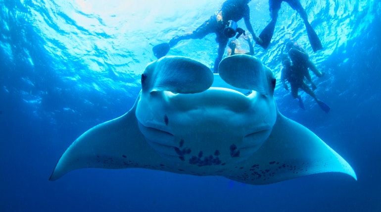 All Star Auto Insurance >> Hanifaru Bay in Baa - Lonely Planet All Star Auto Insurance >> Hanifaru Bay in Baa - Lonely Planet