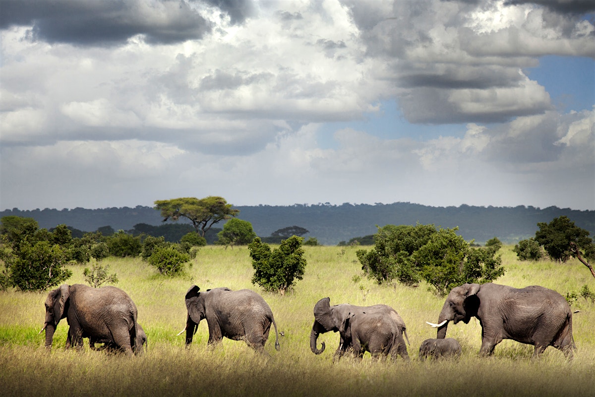 Ruaha National Park Travel Tanzania Lonely Planet