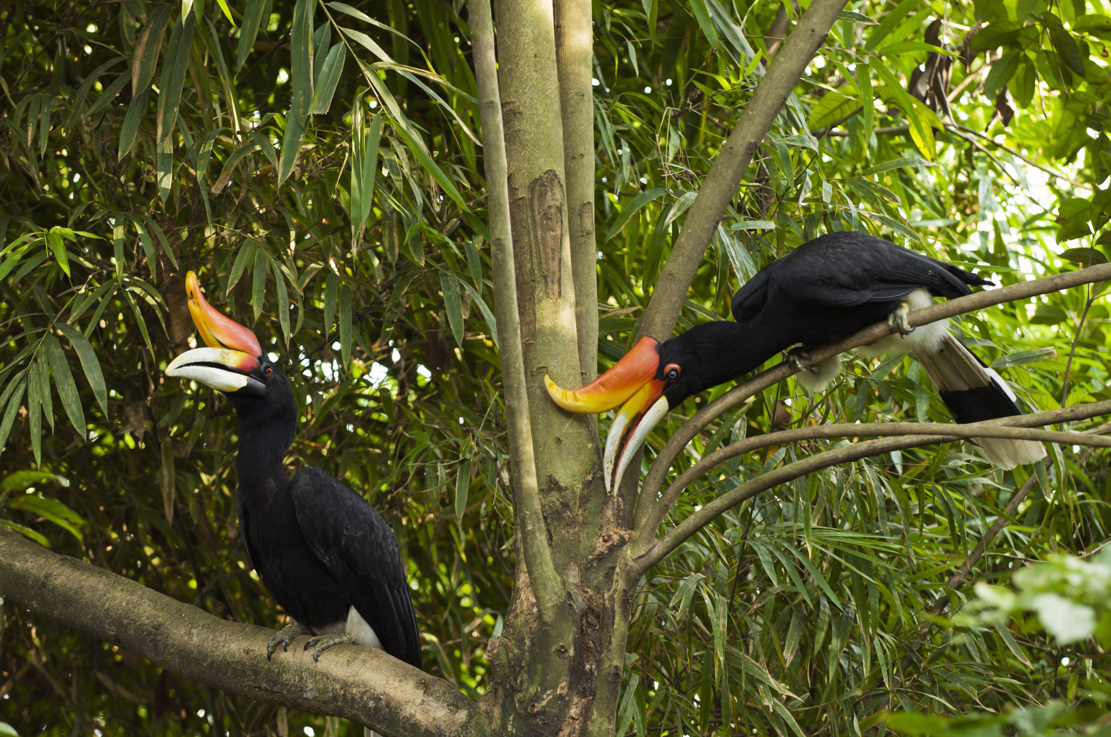 KL Bird Park  Kuala Lumpur, Malaysia Attractions  Lonely Planet