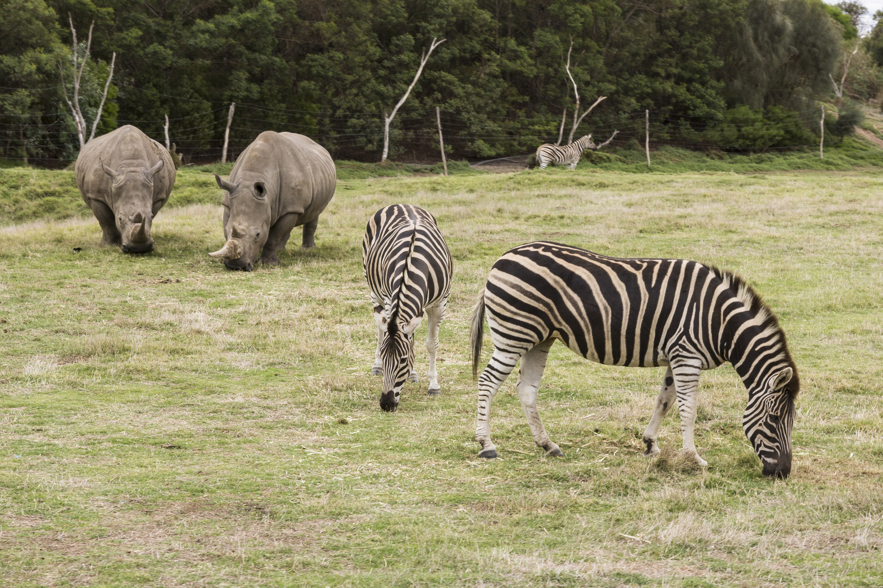 werribee-open-range-zoo-melbourne-australia-attractions-lonely-planet