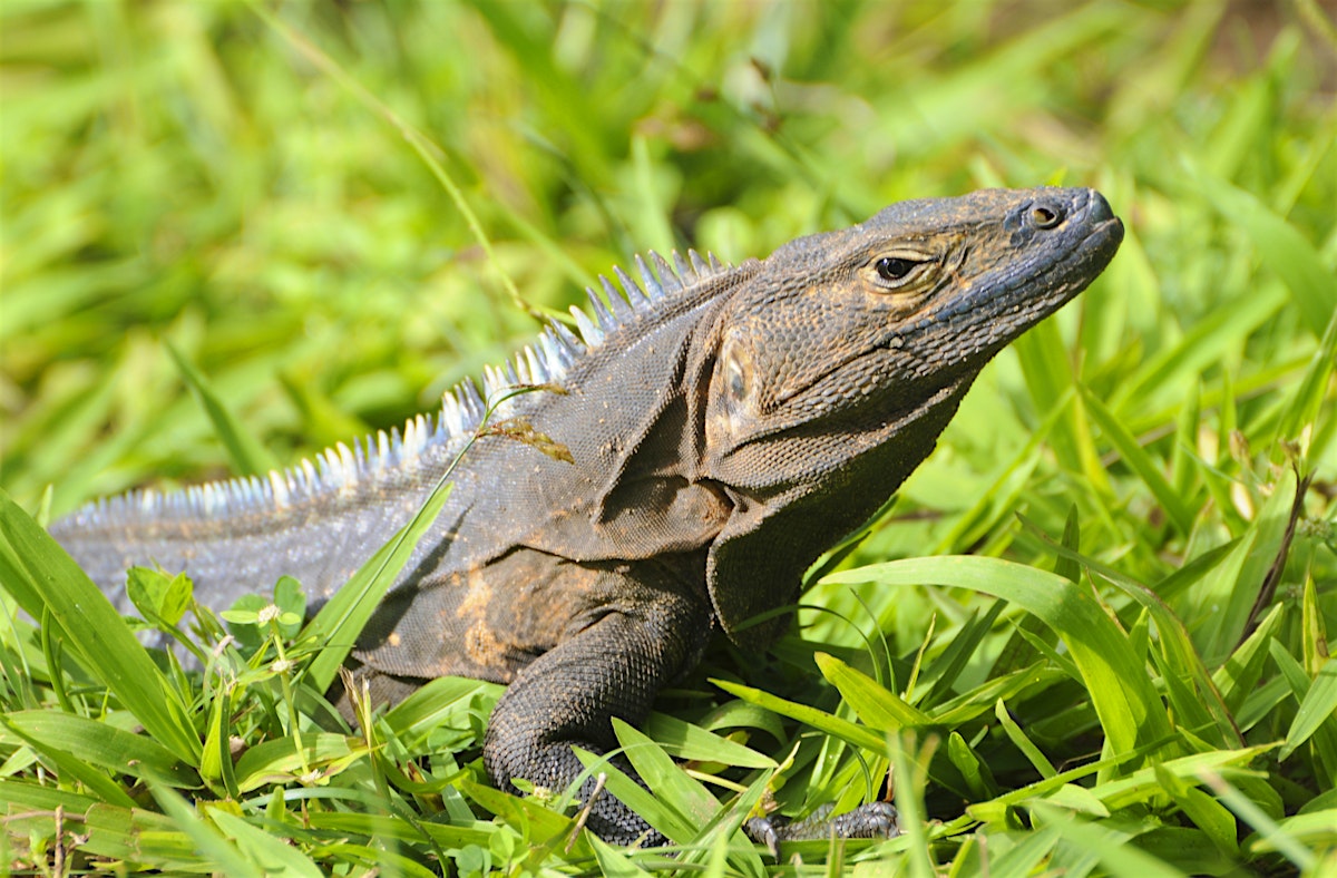 Parque Nacional Coiba travel Panama Lonely