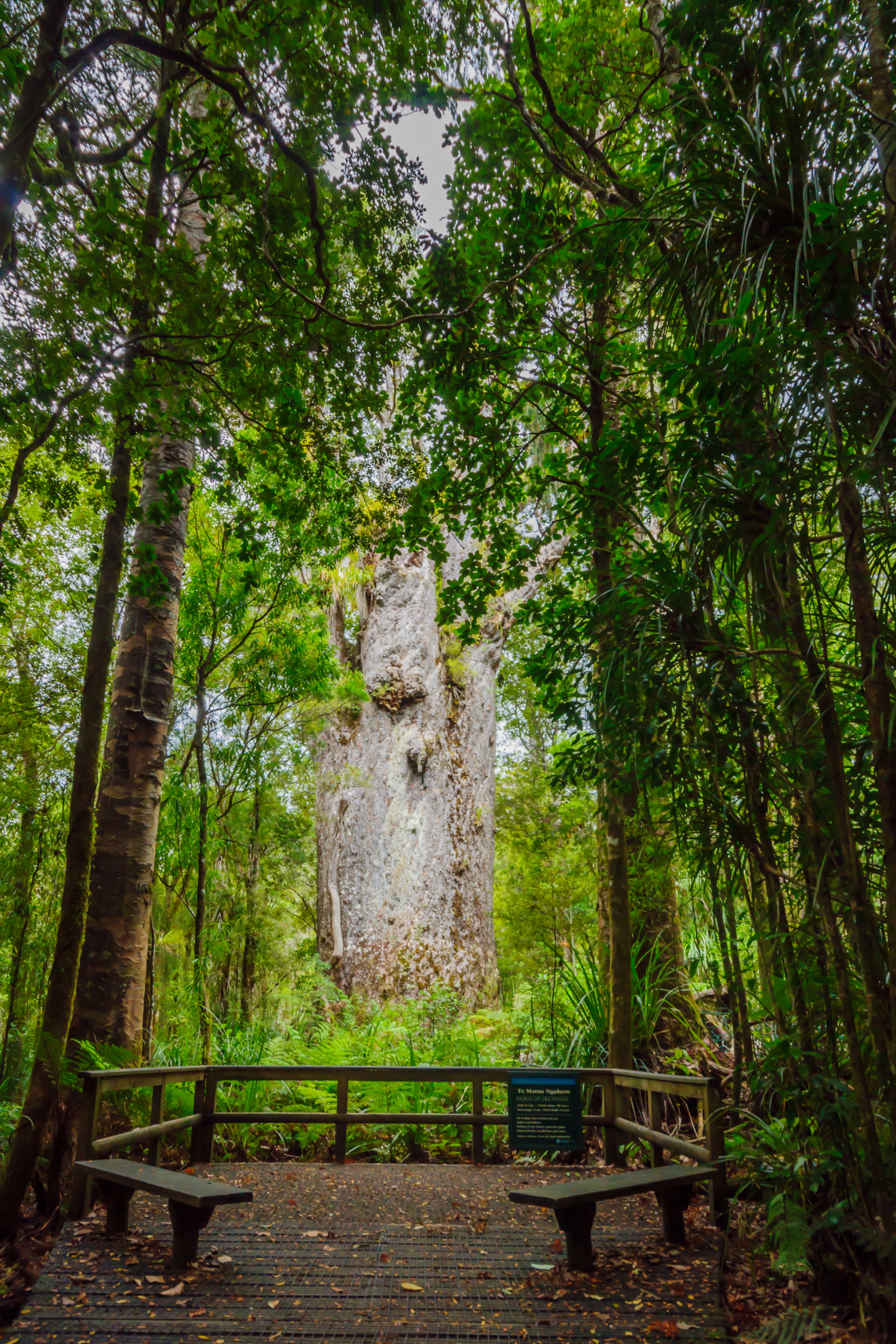 Te Matua Ngahere Kauri Tree In Waipoua Kauri Forest New Zealand ...