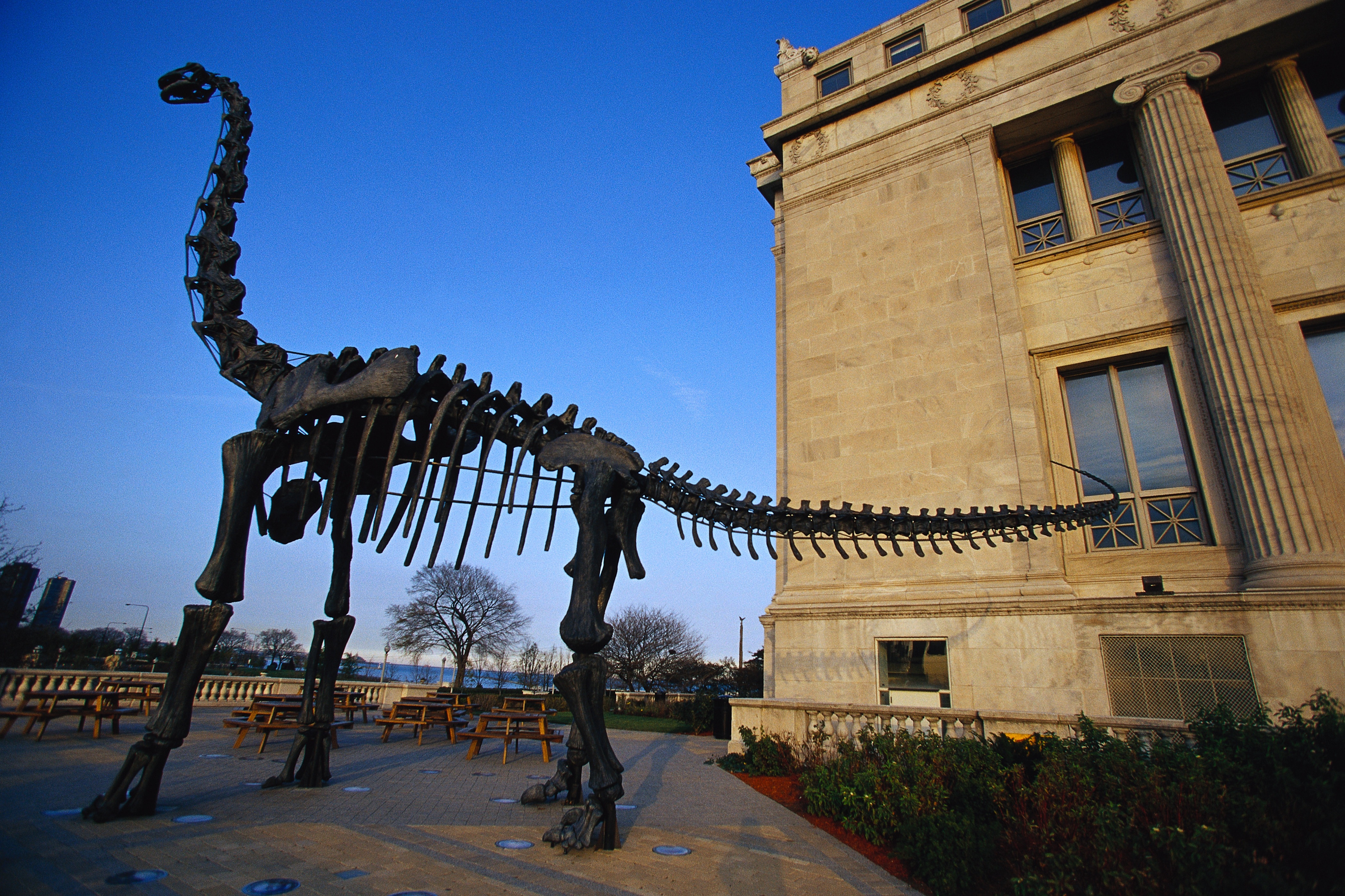 Field Museum of Natural History | Chicago, USA Attractions ...