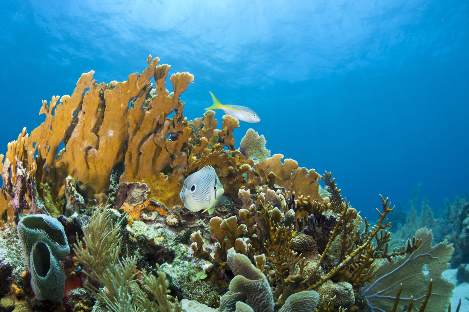 Roatán Marine Park | West End, Honduras West End - Lonely Planet