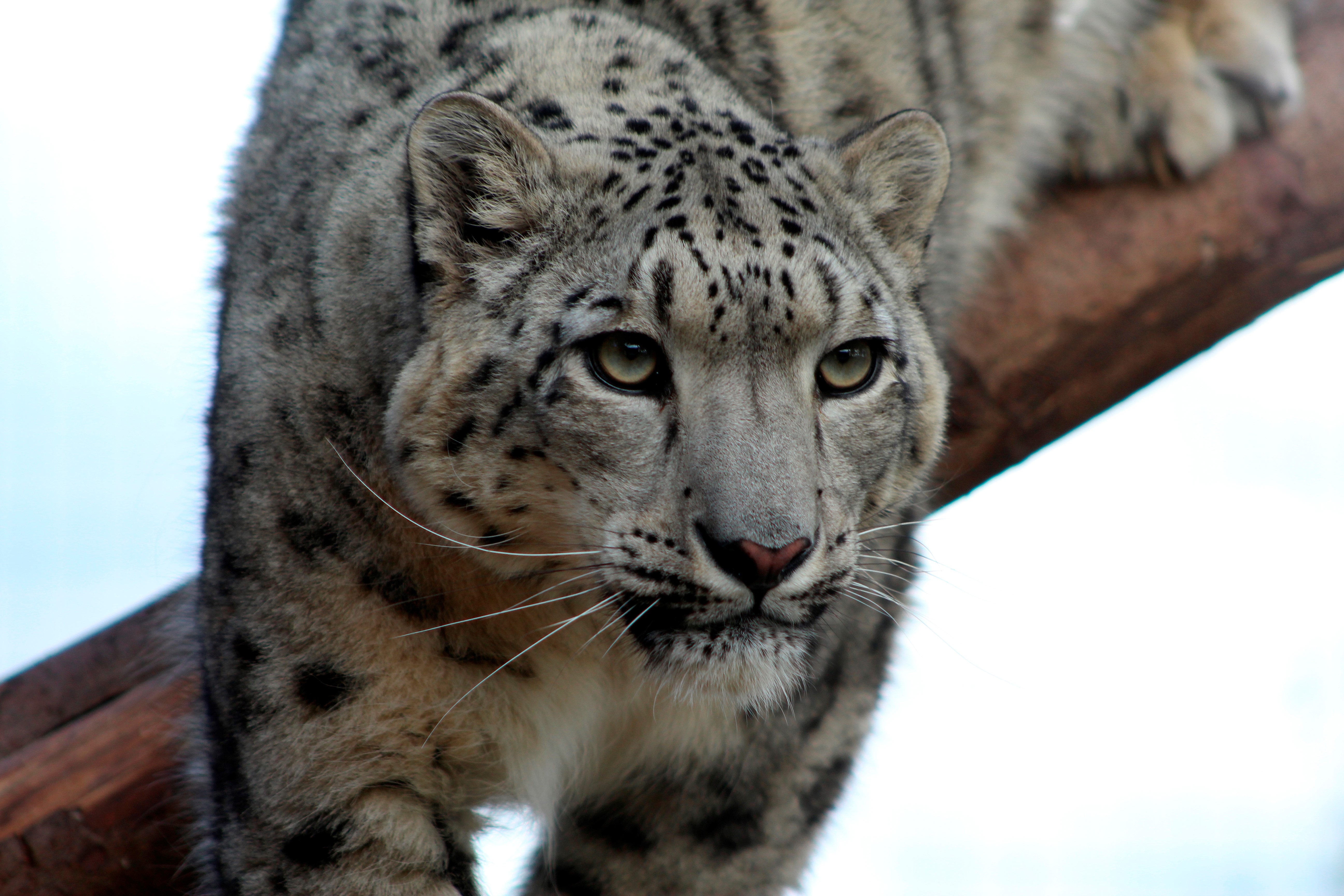 Highland Wildlife Park | Kincraig & Glen Feshie, Scotland ...