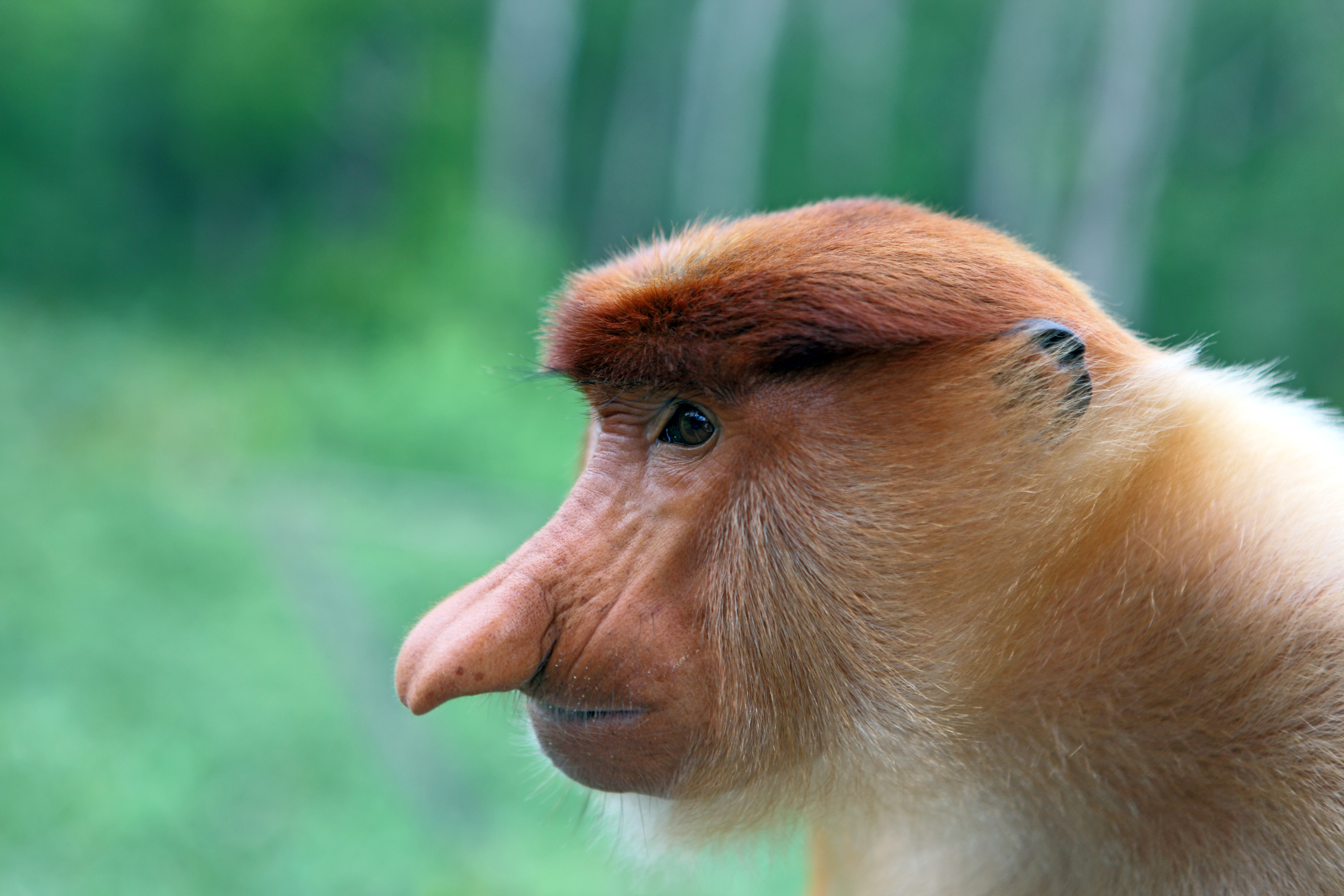 proboscis monkey teddy