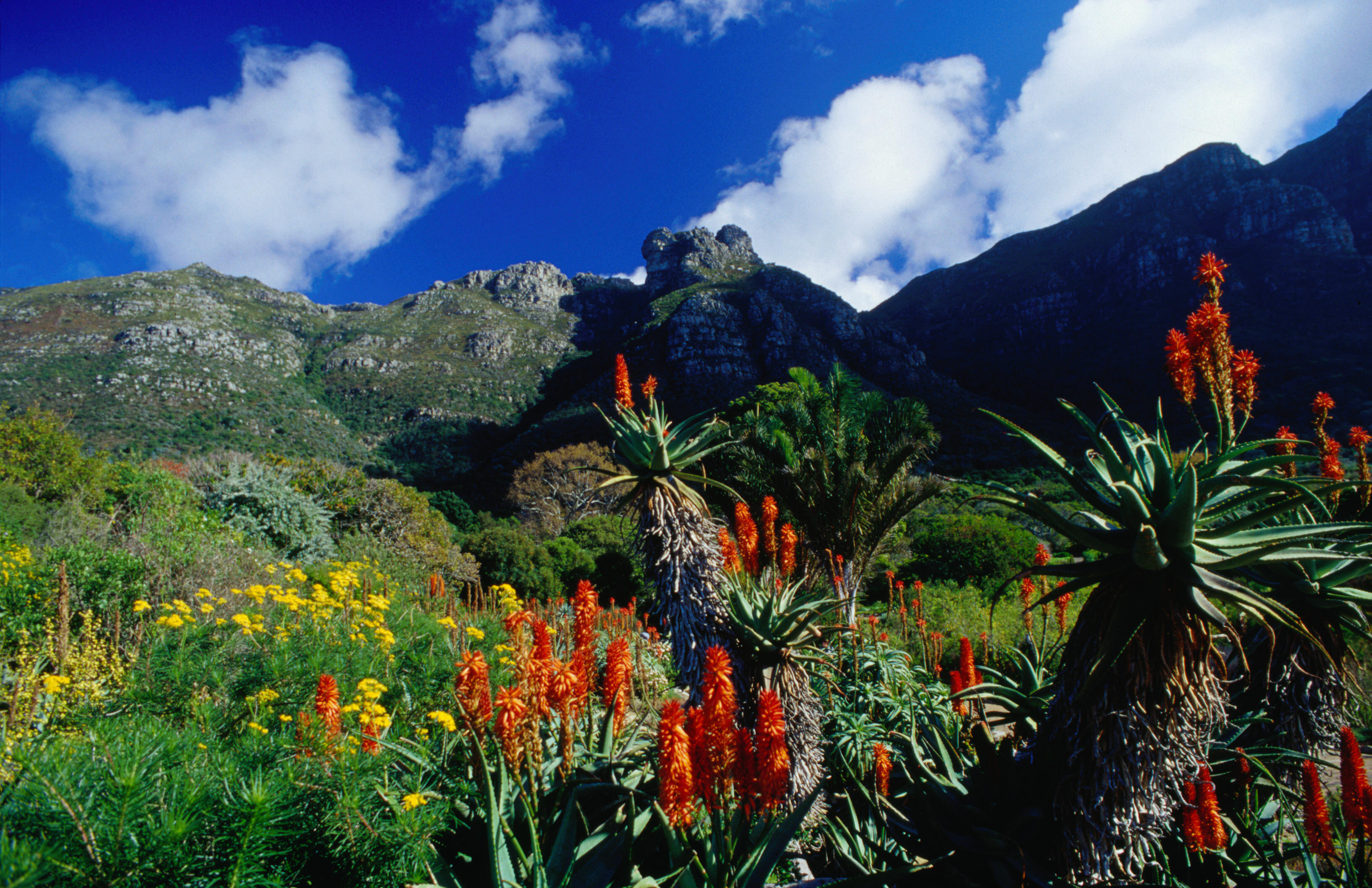 Kirstenbosch National Botanical Garden | Cape Town, South Africa
