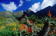 Kirstenbosch National Botanical Garden Photos Kirstenbosch National Botanical Garden Photos