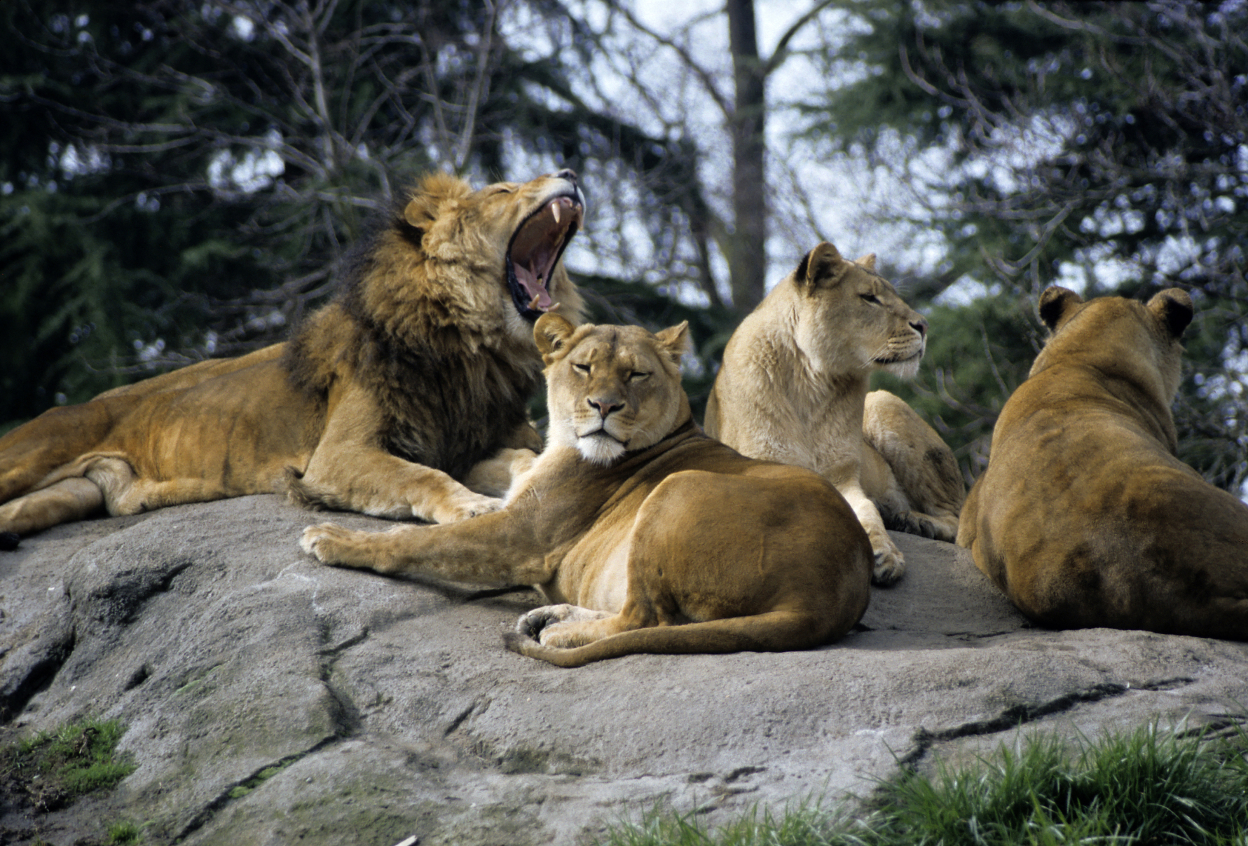 woodland-park-zoo-seattle-usa-attractions-lonely-planet