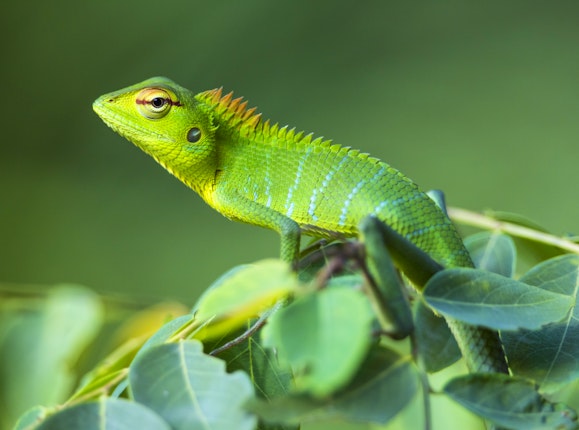 Sinharaja Forest Reserve in Sinharaja Forest Reserve - Lonely Planet