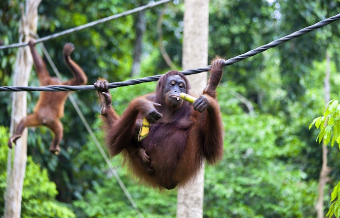 Sepilok Orangutan Rehabilitation Centre in Sepilok - Lonely Planet