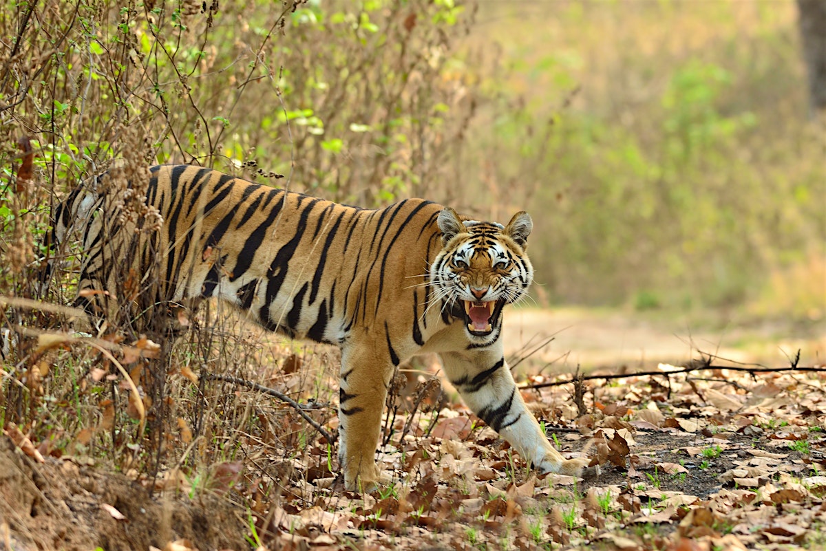 Kanha Tiger Reserve travel - Lonely Planet