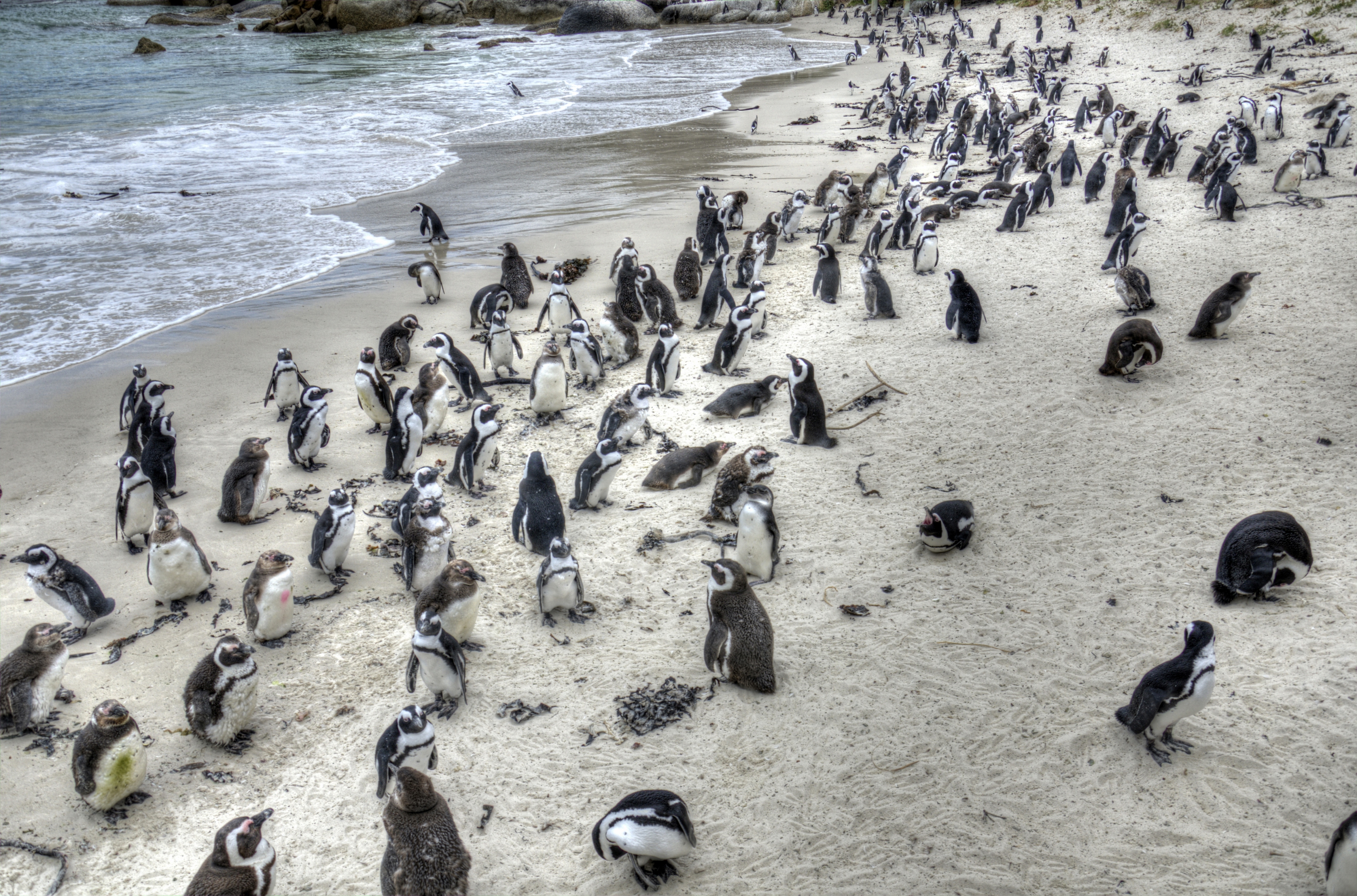 Boulders Penguin Colony Cape Town, South Africa Attractions Lonely