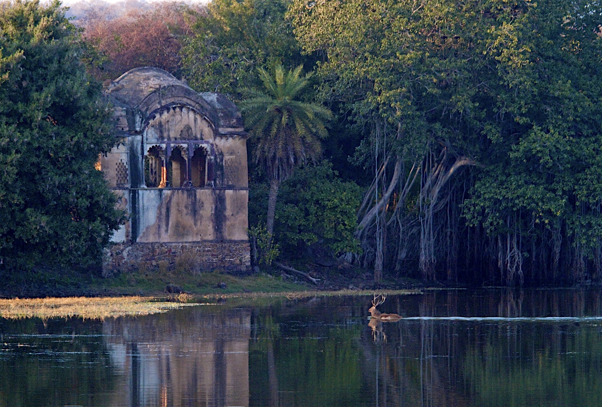 Ranthambhore National Park Travel Lonely Planet