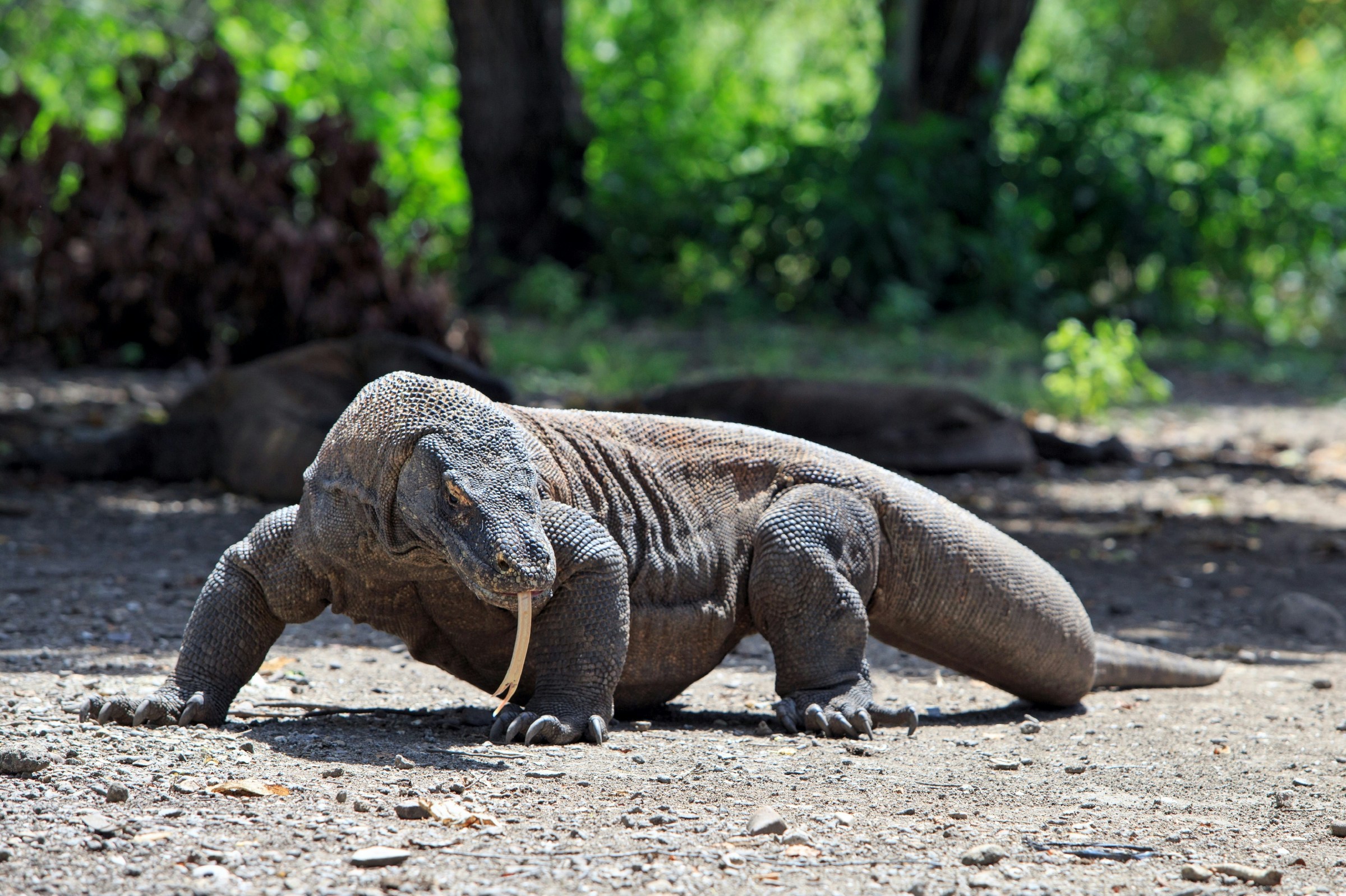 A Komodo dragon in Komodo National Park, Flores, East Nusa Tenggara © Ali Trisno Pranoto / Getty Images