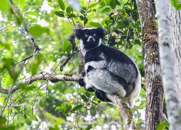 An Indri lemur poses in the forest canopy