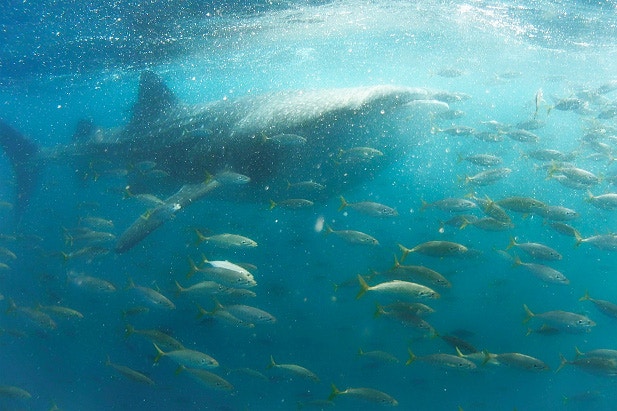 A whale shark swimming at the surface of the ocean with smaller fish in the foreground