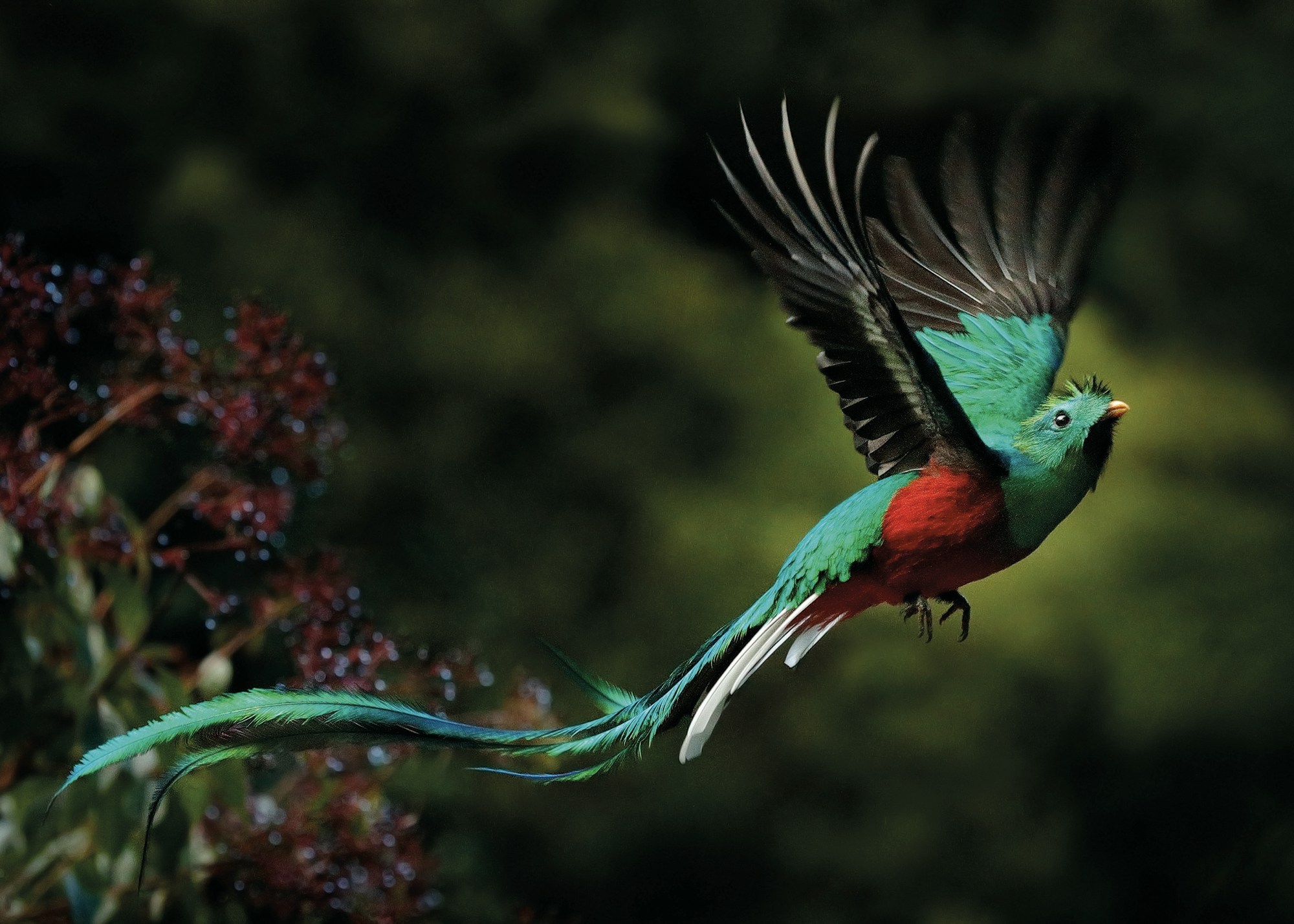 A resplendent quetzal in flight