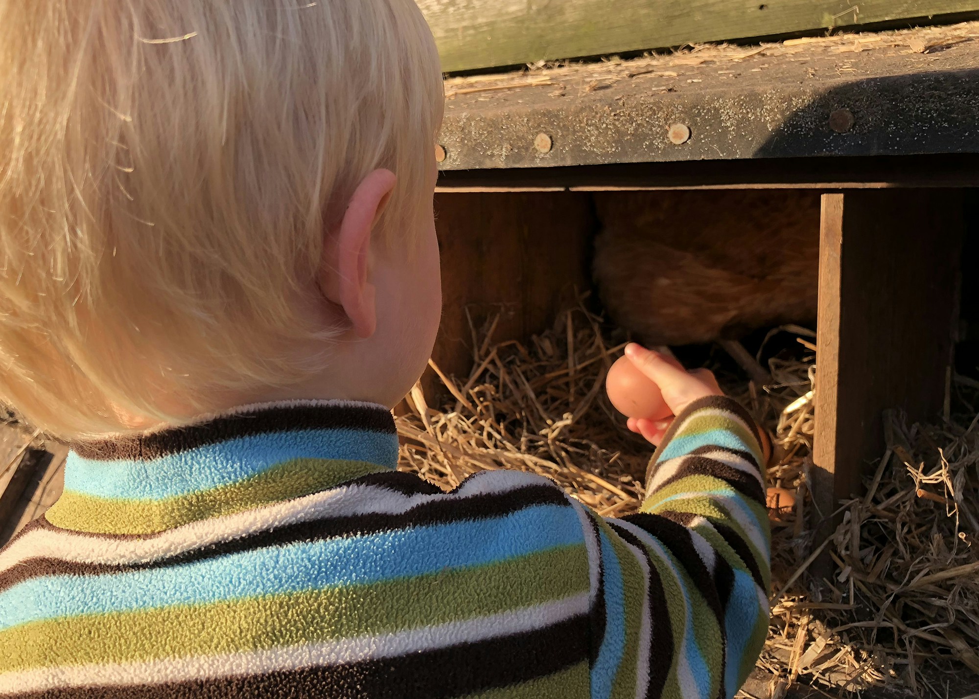 Boy taking an egg out of a chicken coop.