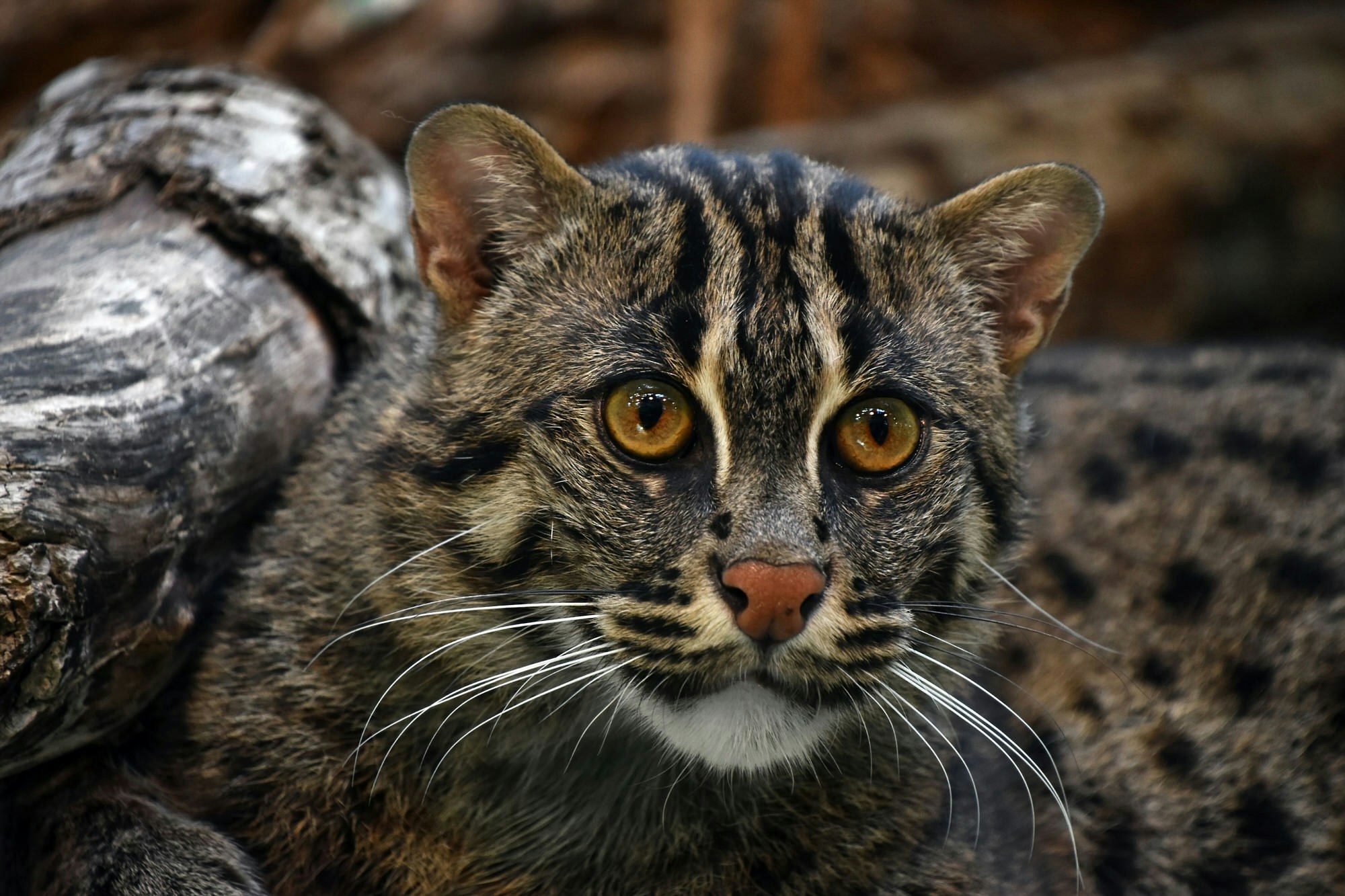 A portrait shot of a fishing cat, a large feline that lives in the wetlands around Colombo, Sri Lanka