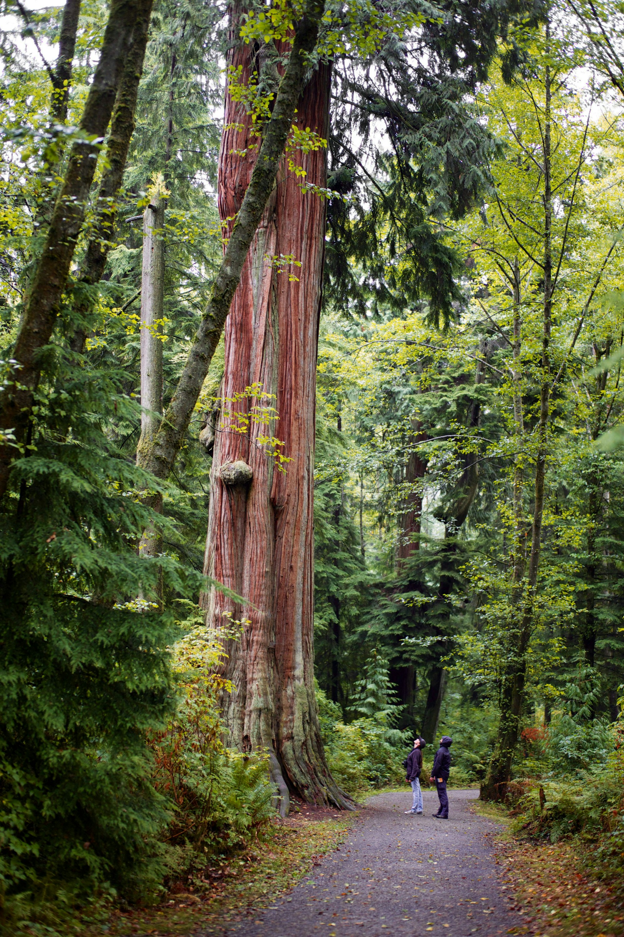 Towering trees in Stanley Park, Vancouver