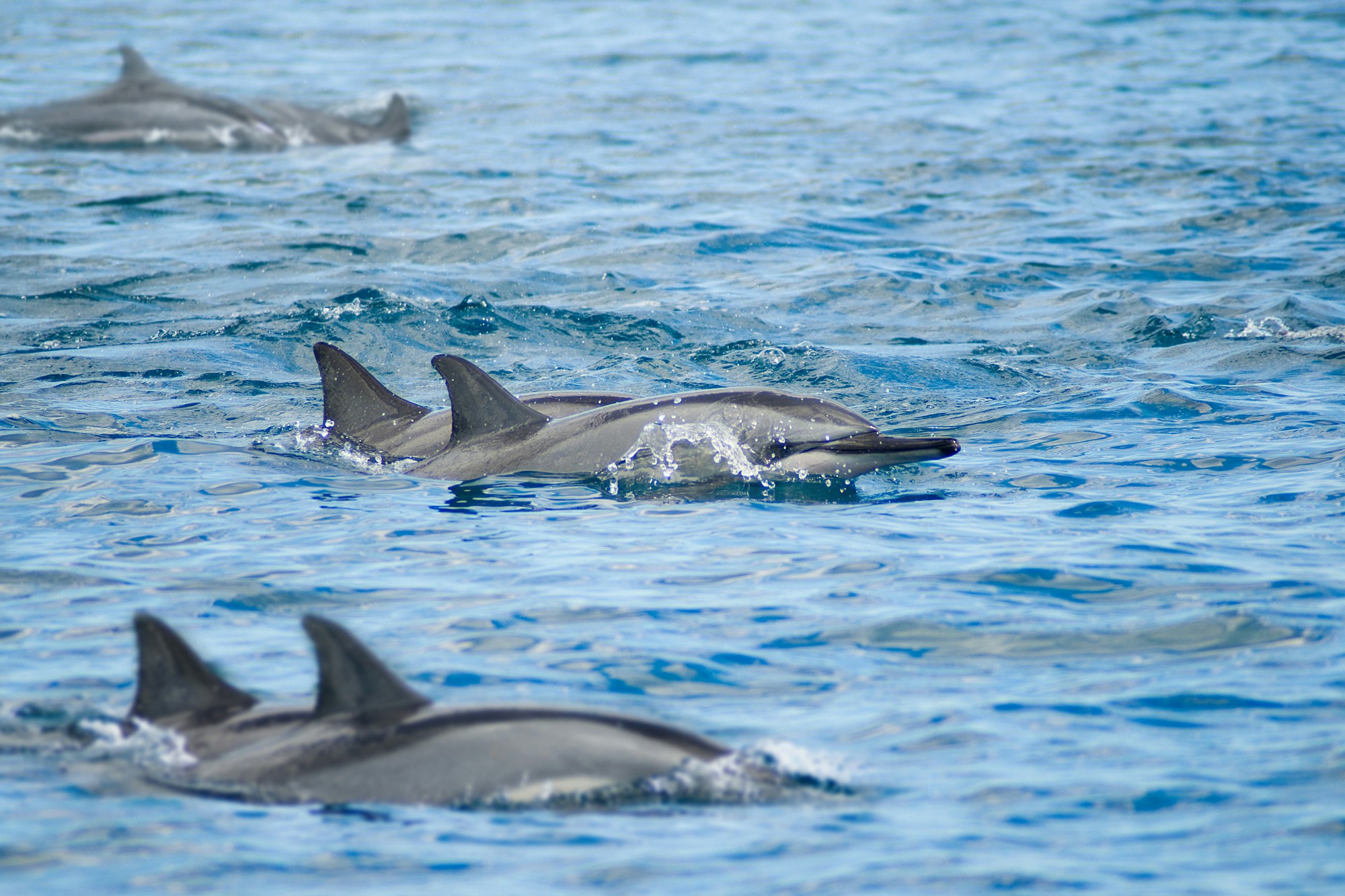 Dolphins at Black River in Mauritius