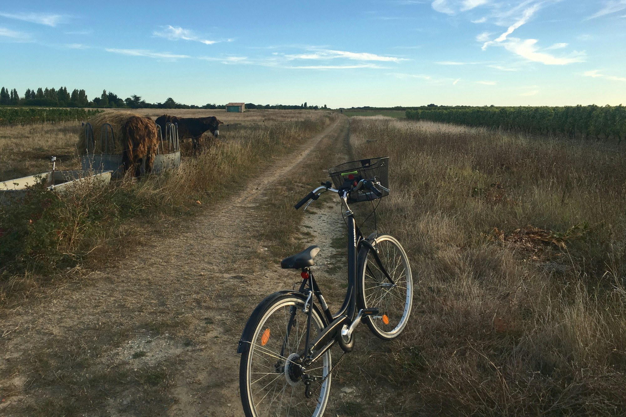 A cycle path and bike on Ile de Re