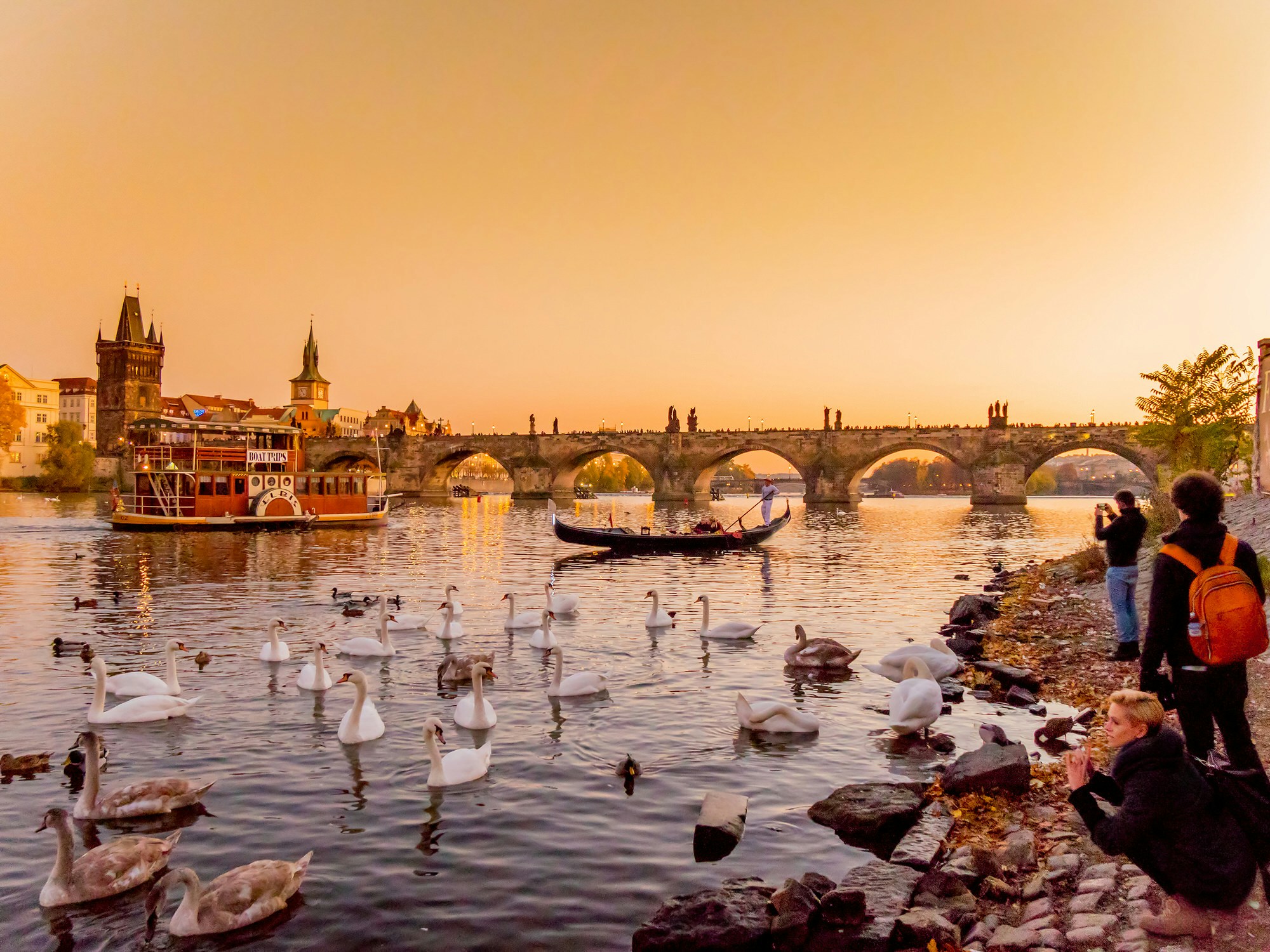 Sunset at the Charles Bridge in Prague, with swans swimming in the river