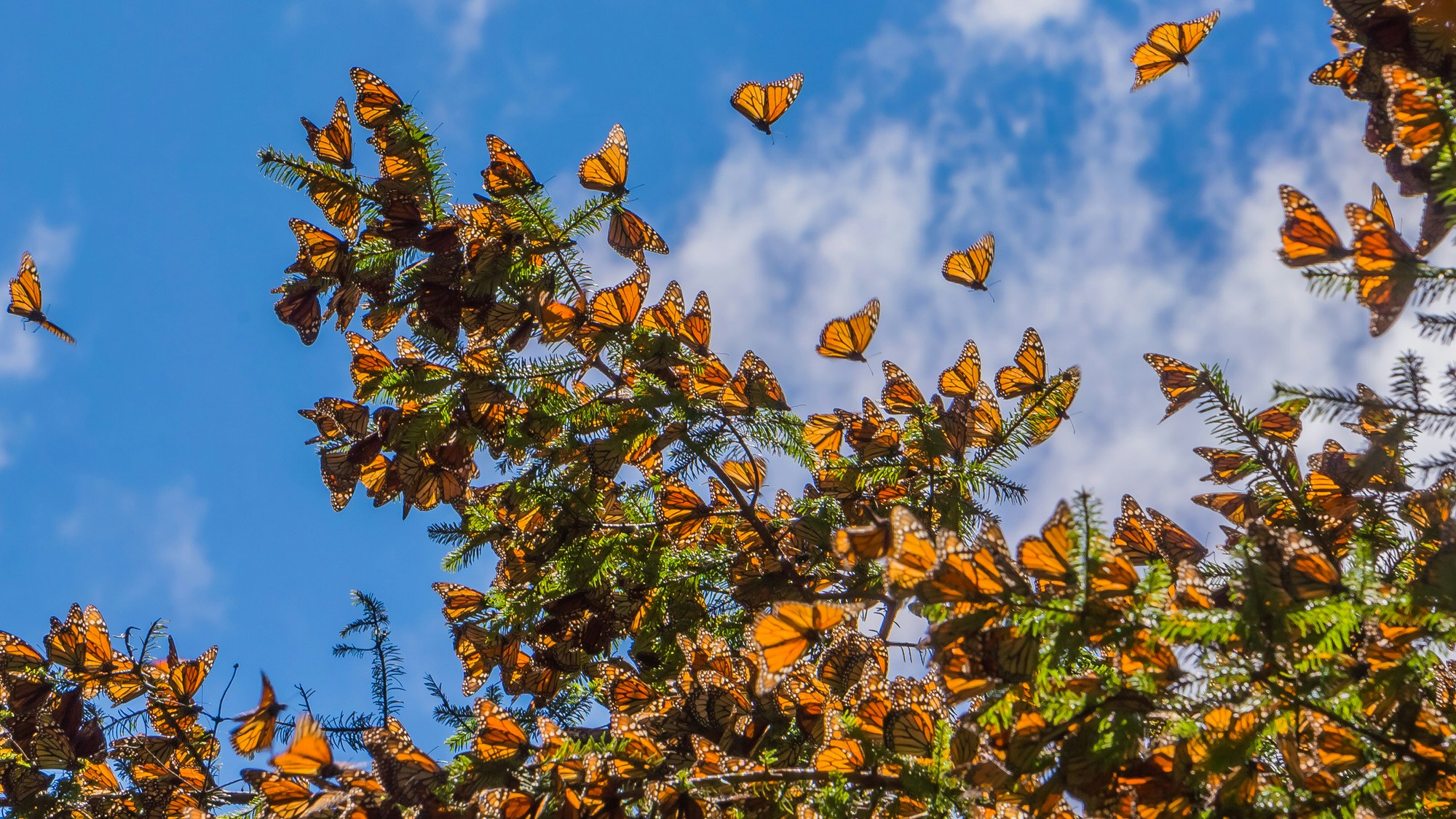 Many Monarch butterflies on a tree branch, with blue sky beyond