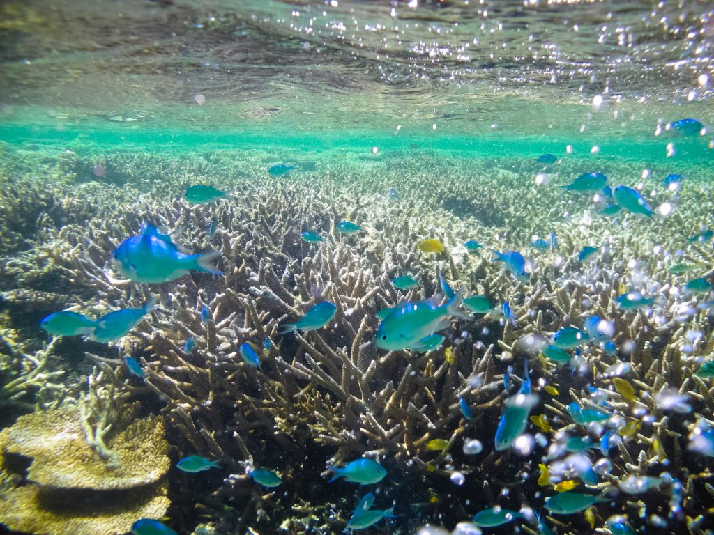 Ikan berwarna warni di sekeliling Iriomote-Jima | Foto: Ippei Naoi / Getty Images