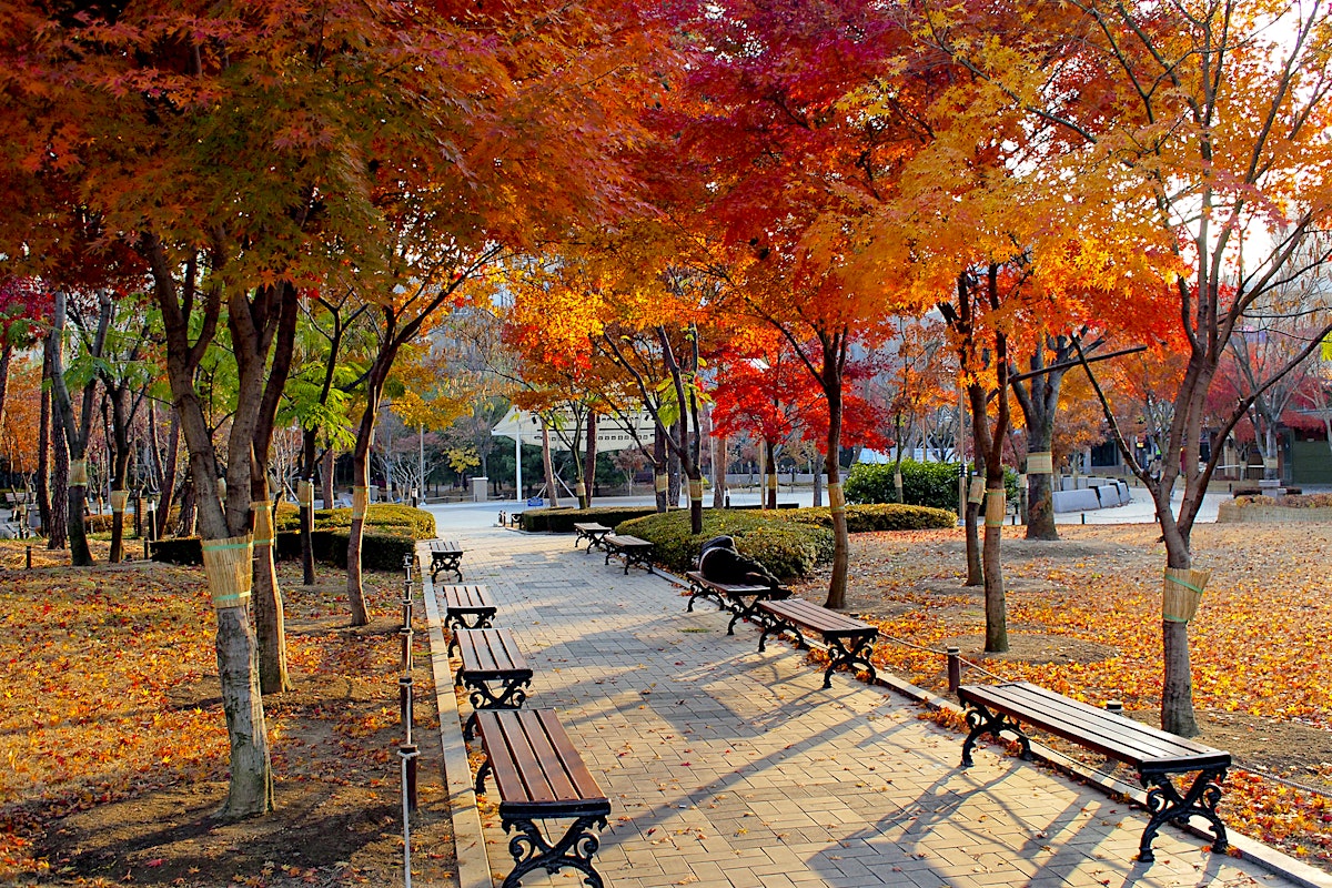 Daegu travel | Gyeongsangbuk-do, South Korea - Lonely Planet