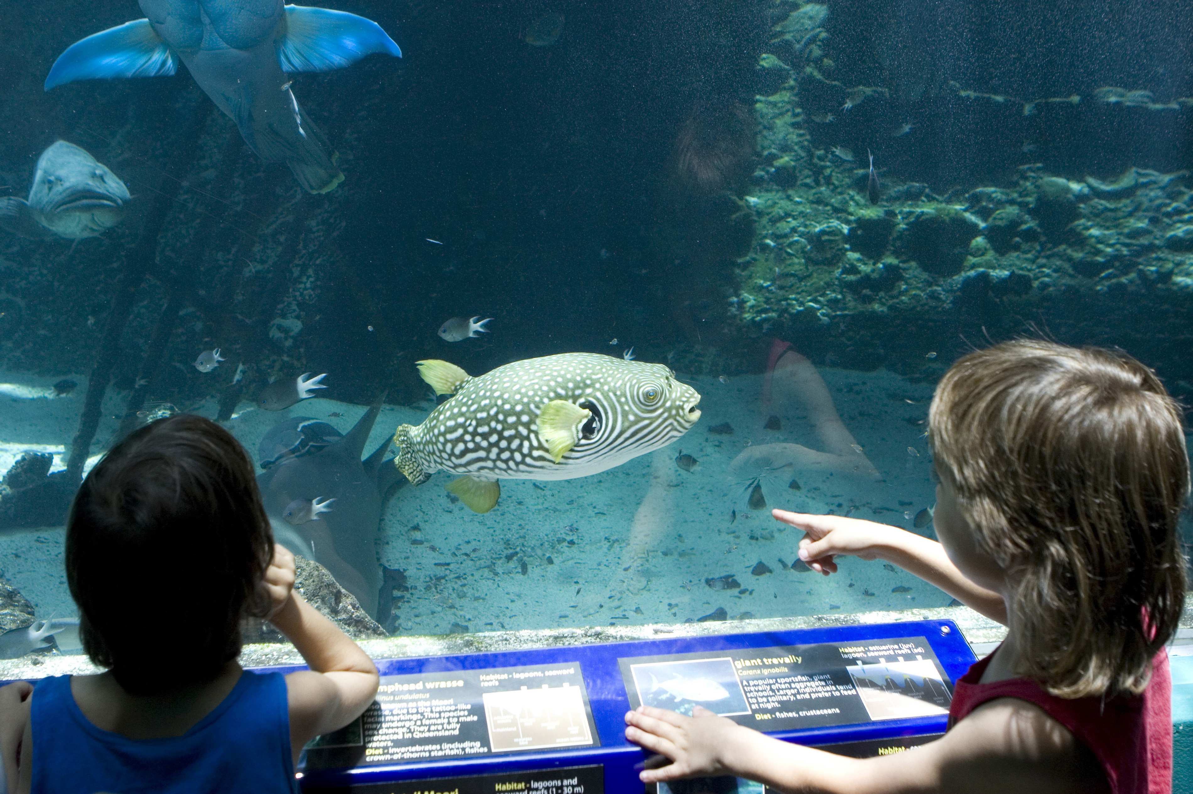 Reef HQ Aquarium Townsville, Australia Attractions Lonely