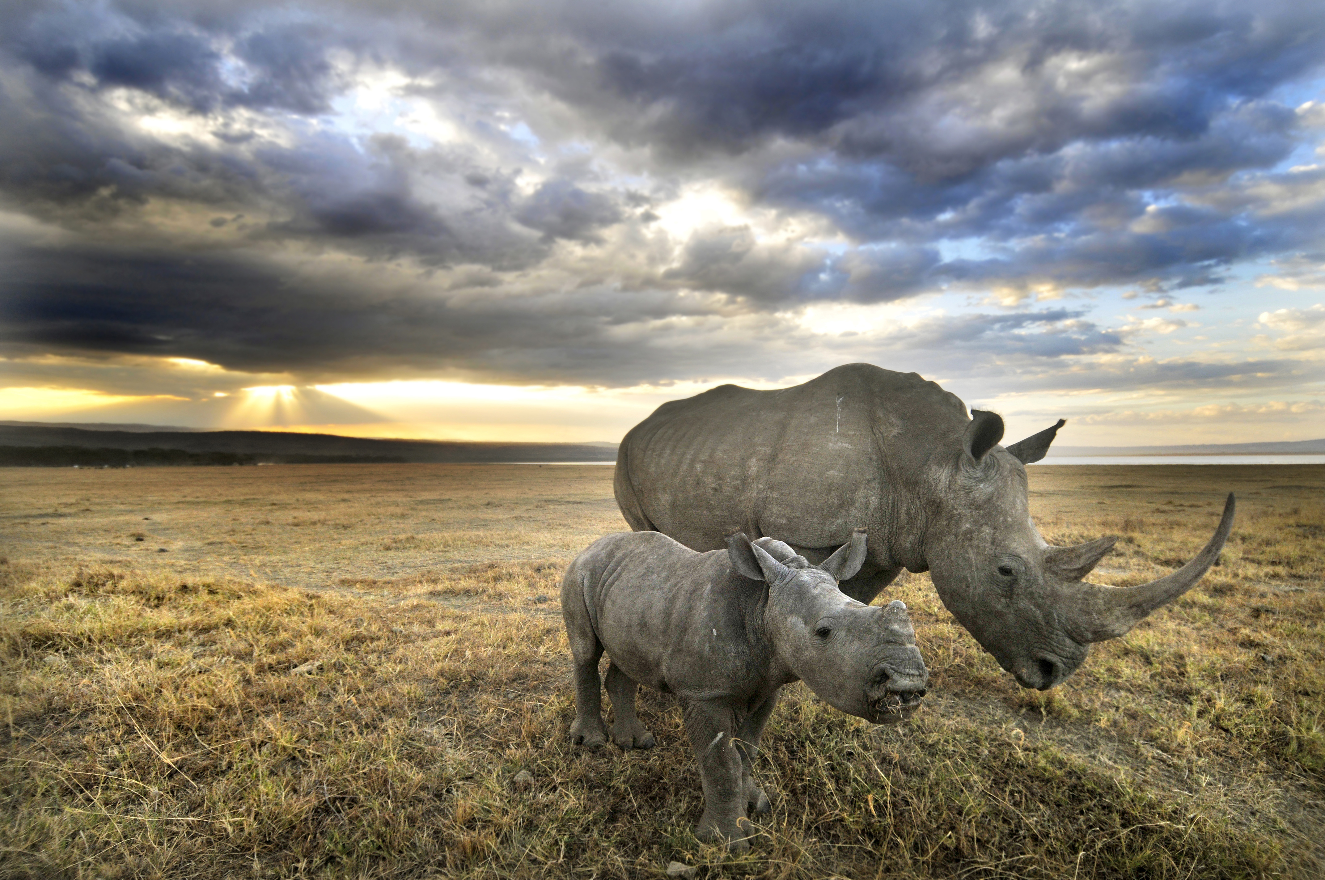 rhinoceros play