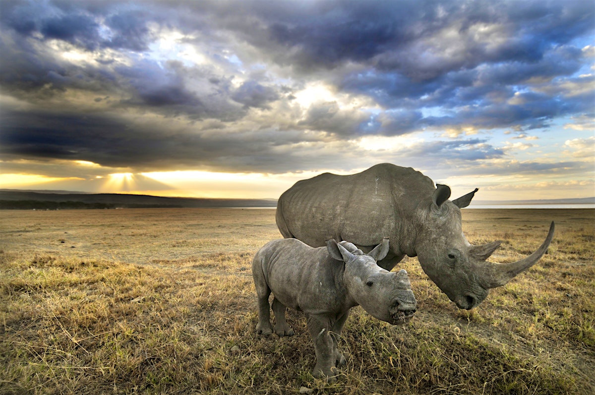 Lake Nakuru National Park travel | Southern Rift Valley, Kenya - Lonely ...