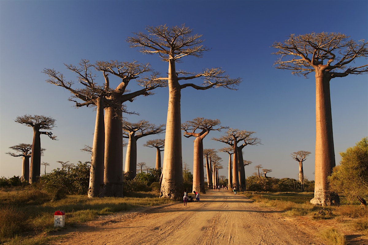 Morondava travel | Western Madagascar, Madagascar - Lonely Planet