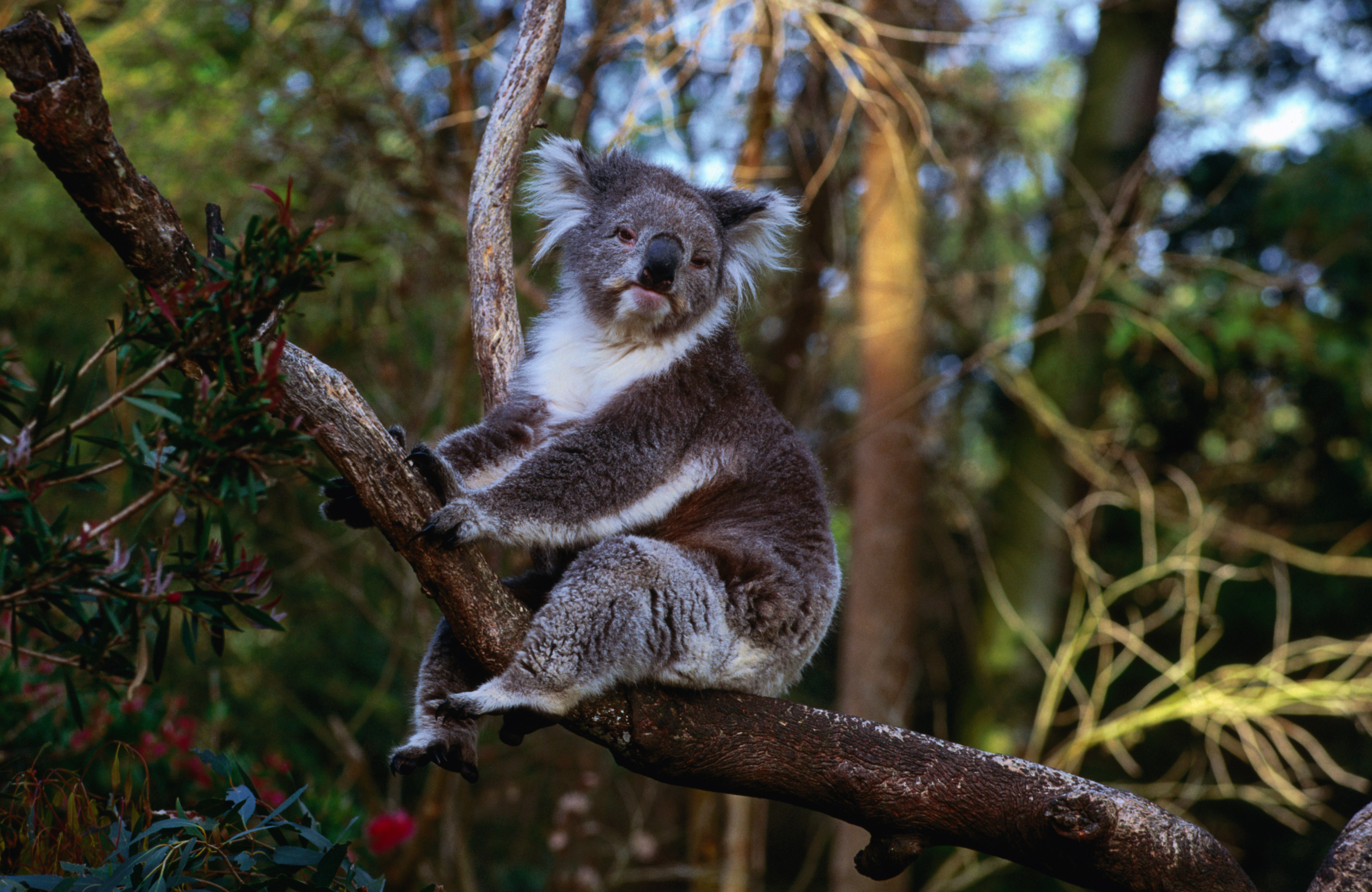 healesville-sanctuary-healesville-australia-healesville-lonely-planet