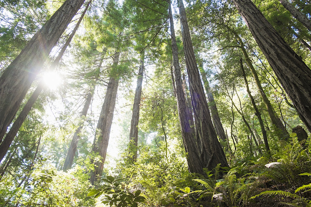Muir Woods National Monument Travel Lonely Planet