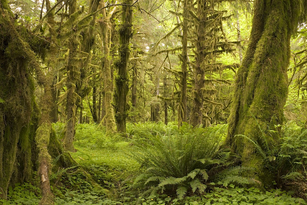 Northwestern Car Insurance >> Olympic Peninsula travel - Lonely Planet Northwestern Car Insurance >> Olympic Peninsula travel - Lonely Planet